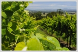 Nearby wineries