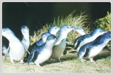 Fairy Penguins